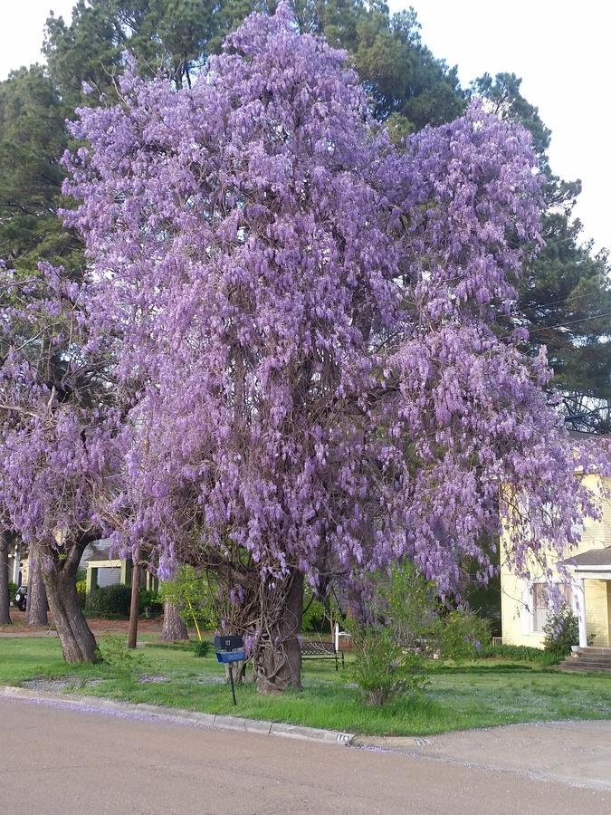 Spahn House Bed And Breakfast Senatobia Екстериор снимка